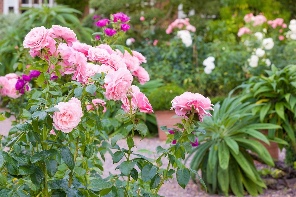 Planning the Summer Garden Workshop