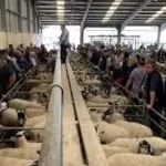 Market Drayton Livestock Market Market Drayton Livestock Market