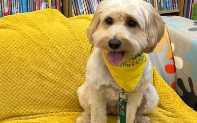 Calling All Dog-Friendly Places in Market Drayton!