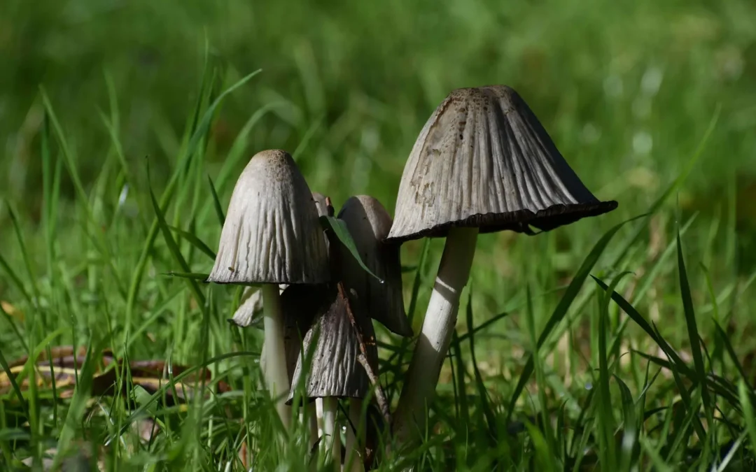 Mushroom Mosey
