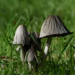 Mushroom Mosey