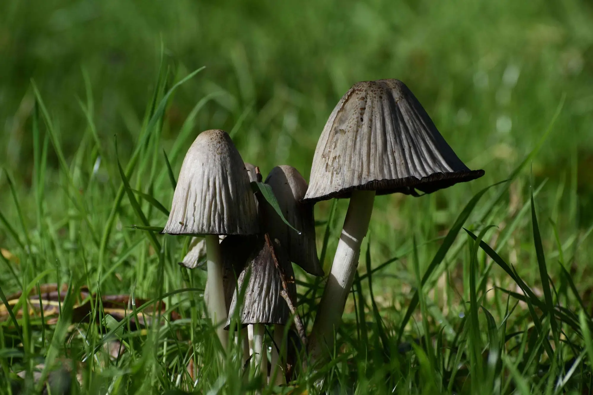 Mushroom Mosey